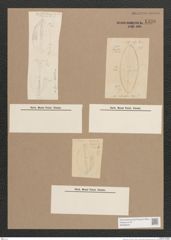 Navicula sp. (de-Toni-Nr.: Genus 1) Zeichnungen Sammlung Grunow Nr. 1536 (NHMW-BOT-W0368234)